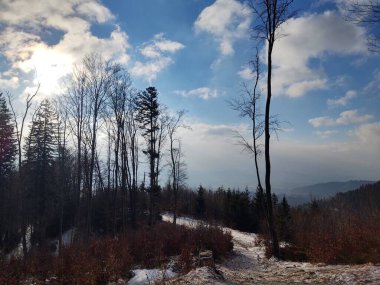 Ormanda sis. Ağaçların arkasındaki güneş ışınları. Slovakya
