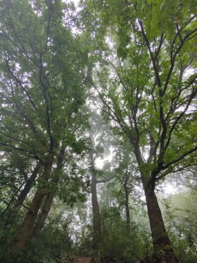 Ormanda sis. Ağaçların arkasındaki güneş ışınları. Slovakya