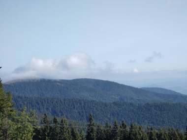 Ormanda sis. Ağaçların arkasındaki güneş ışınları. Slovakya