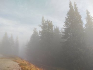 Ormanda sis. Ağaçların arkasındaki güneş ışınları. Slovakya