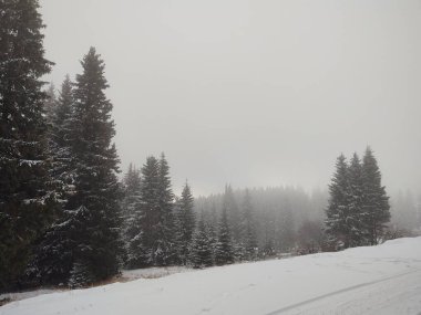 Ormanda sis. Ağaçların arkasındaki güneş ışınları. Slovakya