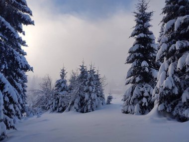 Ormanda sis. Ağaçların arkasındaki güneş ışınları. Slovakya