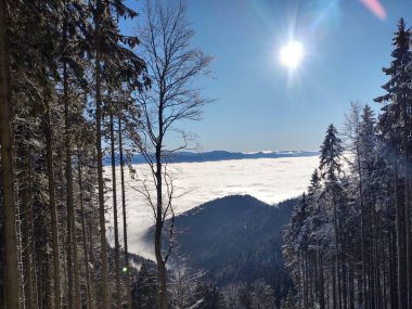 Ormanda sis. Ağaçların arkasındaki güneş ışınları. Slovakya