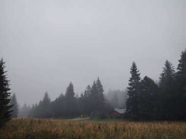 Ormanda sis. Ağaçların arkasındaki güneş ışınları. Slovakya