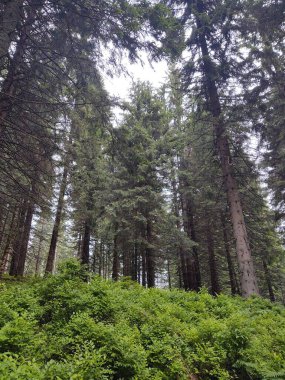 Ormanda sis. Ağaçların arkasındaki güneş ışınları. Slovakya