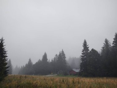 Ormanda sis. Ağaçların arkasındaki güneş ışınları. Slovakya