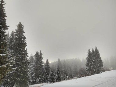 Ormanda sis. Ağaçların arkasındaki güneş ışınları. Slovakya