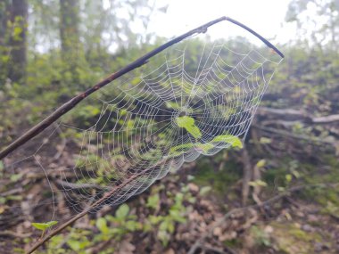 Ormanda sis. Ağaçların arkasındaki güneş ışınları. Slovakya