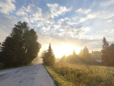 Ormanda sis. Ağaçların arkasındaki güneş ışınları. Slovakya