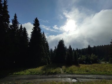Ormanda sis. Ağaçların arkasındaki güneş ışınları. Slovakya