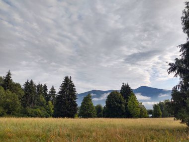 Ormanda sis. Ağaçların arkasındaki güneş ışınları. Slovakya