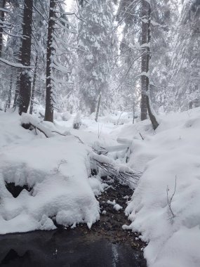 Ormanda sis. Ağaçların arkasındaki güneş ışınları. Slovakya