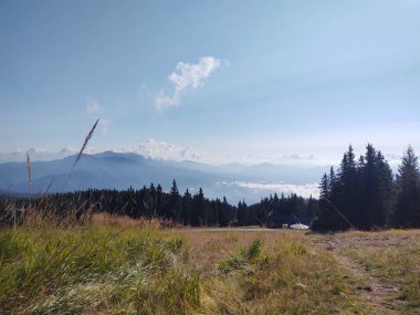 Ormanda sis. Ağaçların arkasındaki güneş ışınları. Slovakya