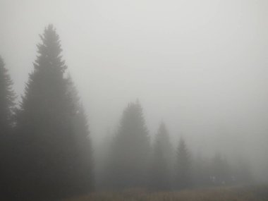 Ormanda sis. Ağaçların arkasındaki güneş ışınları. Slovakya