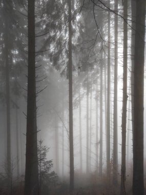 Ormanda sis. Ağaçların arkasındaki güneş ışınları. Slovakya