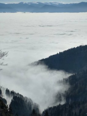 Ormanda sis. Ağaçların arkasındaki güneş ışınları. Slovakya