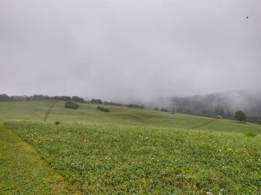 Ormanda sis. Ağaçların arkasındaki güneş ışınları. Slovakya