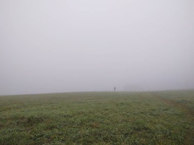 Ormanda sis. Ağaçların arkasındaki güneş ışınları. Slovakya