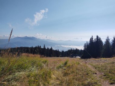 Ormanda sis. Ağaçların arkasındaki güneş ışınları. Slovakya