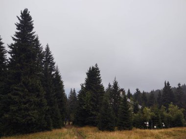 Ormanda sis. Ağaçların arkasındaki güneş ışınları. Slovakya