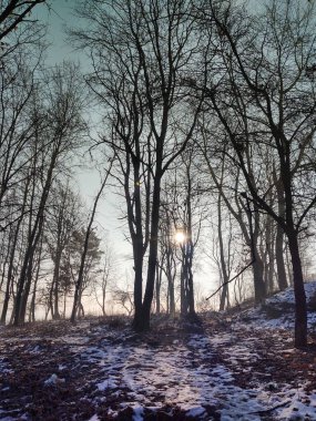 Ormanda sis. Ağaçların arkasındaki güneş ışınları. Slovakya