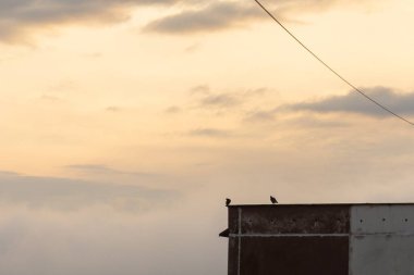 Ormanda sis. Ağaçların arkasındaki güneş ışınları. Slovakya