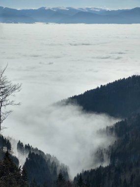 Ormanda sis. Ağaçların arkasındaki güneş ışınları. Slovakya
