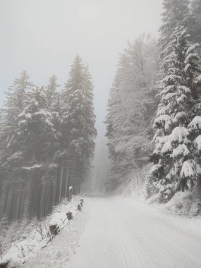 Ormanda sis. Ağaçların arkasındaki güneş ışınları. Slovakya