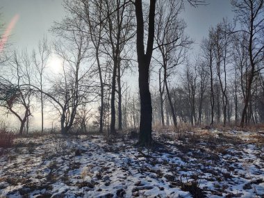 Ormanda sis. Ağaçların arkasındaki güneş ışınları. Slovakya