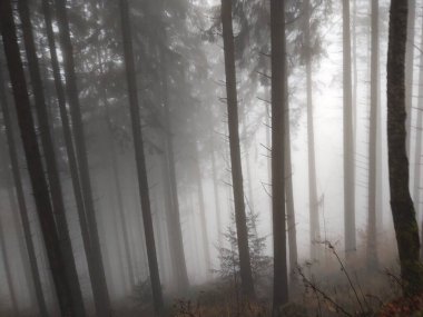 Ormanda sis. Ağaçların arkasındaki güneş ışınları. Slovakya