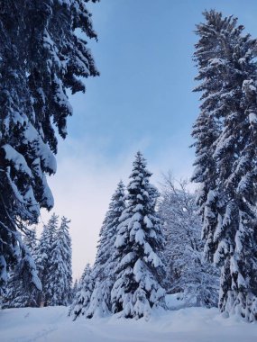 Ormanda sis. Ağaçların arkasındaki güneş ışınları. Slovakya