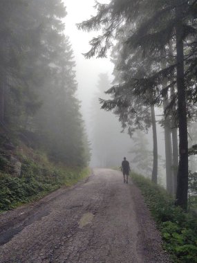 Ormanda sis. Ağaçların arkasındaki güneş ışınları. Slovakya