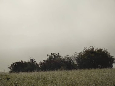 Ormanda sis. Ağaçların arkasındaki güneş ışınları. Slovakya