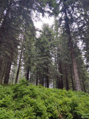Ormanda sis. Ağaçların arkasındaki güneş ışınları. Slovakya