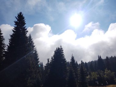 Ormanda sis. Ağaçların arkasındaki güneş ışınları. Slovakya