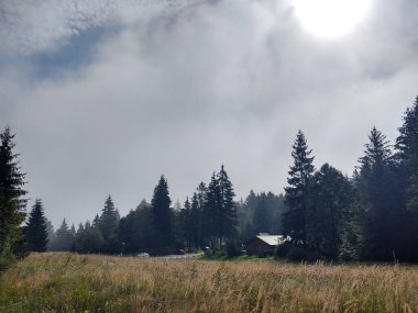 Ormanda sis. Ağaçların arkasındaki güneş ışınları. Slovakya