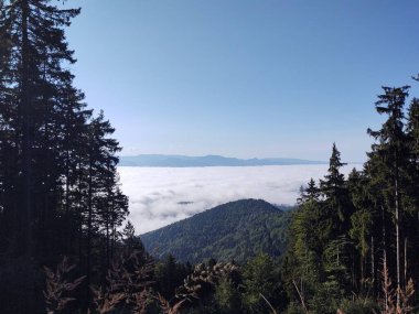 Ormanda sis. Ağaçların arkasındaki güneş ışınları. Slovakya
