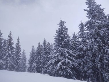 Ormanda sis. Ağaçların arkasındaki güneş ışınları. Slovakya