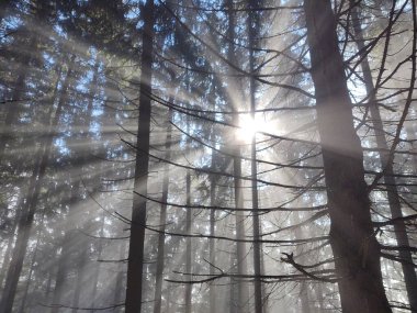 Ormanda sis. Ağaçların arkasındaki güneş ışınları. Slovakya