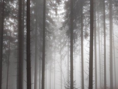 Ormanda sis. Ağaçların arkasındaki güneş ışınları. Slovakya