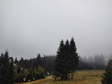 Ormanda sis. Ağaçların arkasındaki güneş ışınları. Slovakya