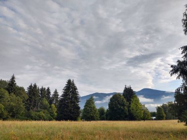 Ormanda sis. Ağaçların arkasındaki güneş ışınları. Slovakya