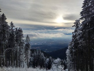 Ormanda sis. Ağaçların arkasındaki güneş ışınları. Slovakya