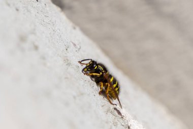 Wasp insect sitting on the wall