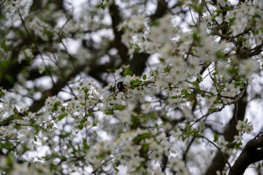 Buzzing bumblebees on the white flowers of flowering apple tree during spring. Slovakia
