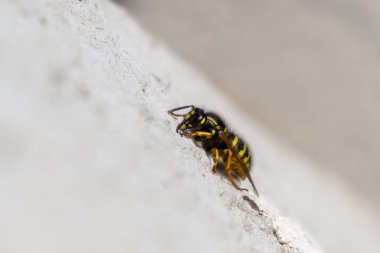 Wasp insect sitting on the wall