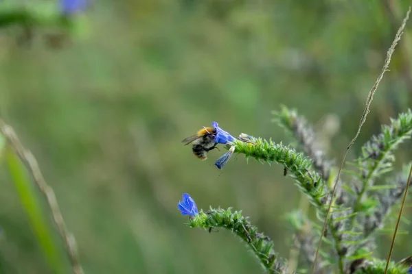 Bumblebee Sitting Flowers — 图库照片