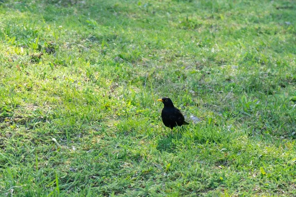 Blackbird Sitting Garden Grass Fence Slovakia — Stock Photo, Image
