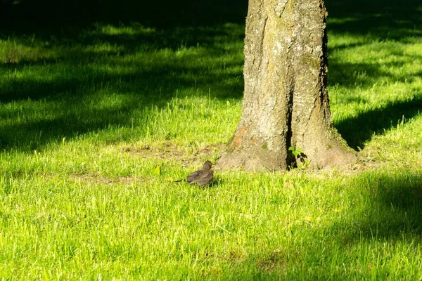 Stock image Blackbird sitting in the garden in the grass or on the fence. Slovakia