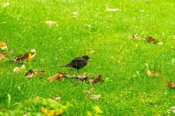 Blackbird Sentado Jardim Grama Cerca Eslováquia — Fotografia de Stock